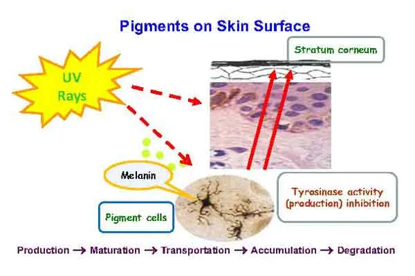 Cơ chế hình thành melanin và sự can thiệp của hoạt chất Glabridin từ rễ cam thảo