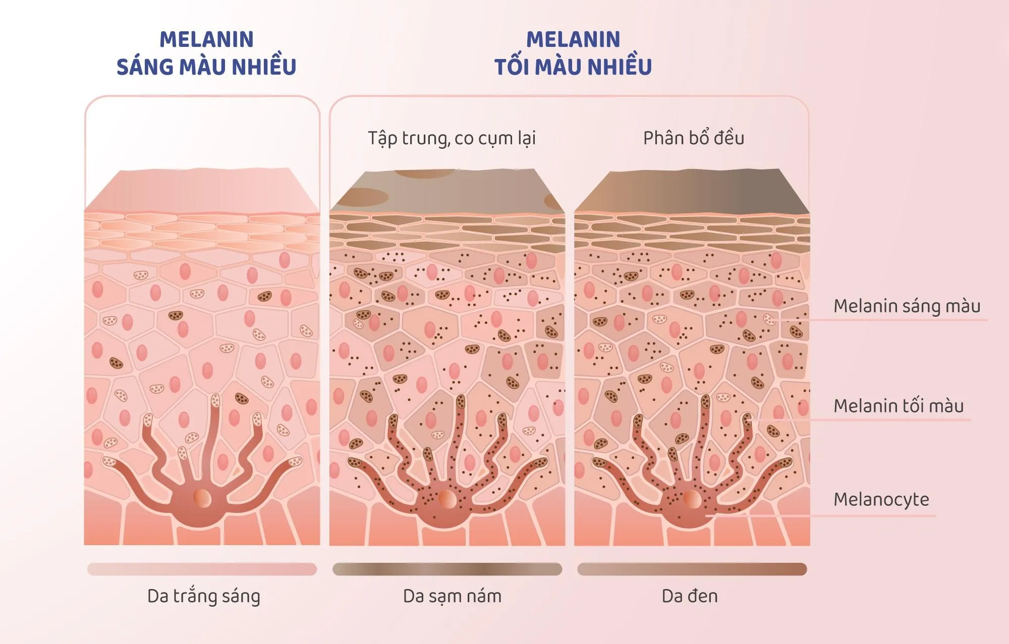 Cơ chế sản sinh Melanin dưới tác động của enzyme Tyrosinase quyết định màu sắc da