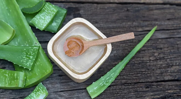 Lô hội tươi là nguyên liệu tự nhiên tuyệt vời giúp làm dịu các triệu chứng mẩn ngứa và kích ứng da