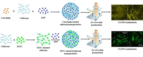 Cơ chế thẩm thấu siêu vi của các hạt Nano Curcumin vào sâu trong cấu trúc da