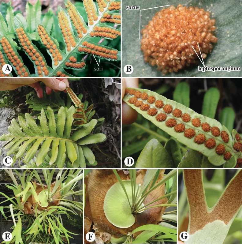 Dương xỉ Polypodium leucotomos  nguồn gốc của hoạt chất chống nắng sinh học mạnh mẽ