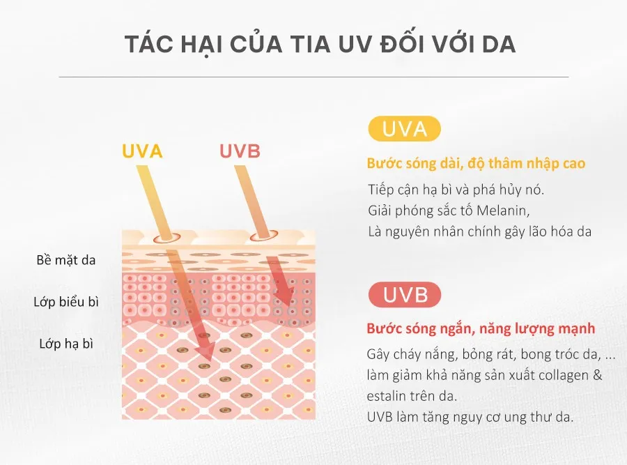 4a3dd2cc-a9ab-44a5-895a-a0546c1f2aad Sự tác động của tia cực tím xuyên qua các lớp biểu bì và trung bì của da