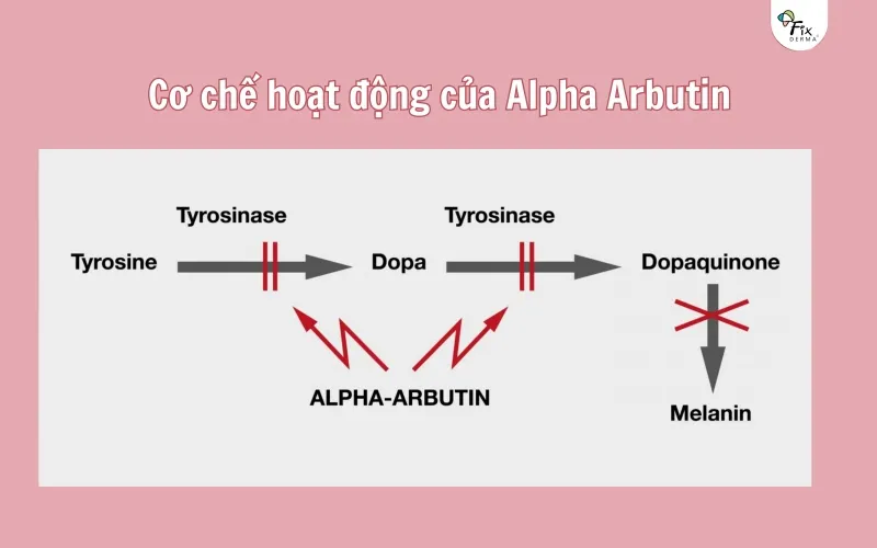 Alpha Arbutin ức chế enzyme Tyrosinase để ngăn chặn sản sinh melanin