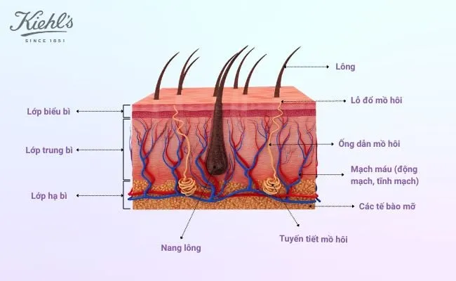 Tích tụ tế bào chết lâu ngày là nguyên nhân chính khiến da cổ sạm màu