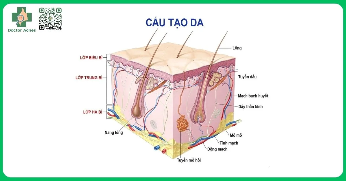 Cơ chế sinh học khiến stress làm trầm trọng thêm tình trạng viêm da