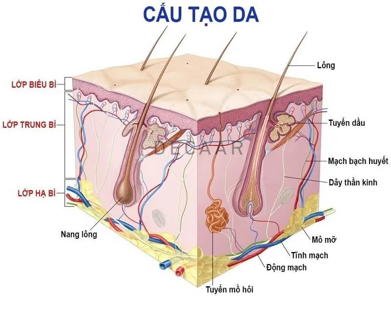 Quá trình loại bỏ tế bào chết giúp thúc đẩy sự hình thành tế bào mới khỏe mạnh