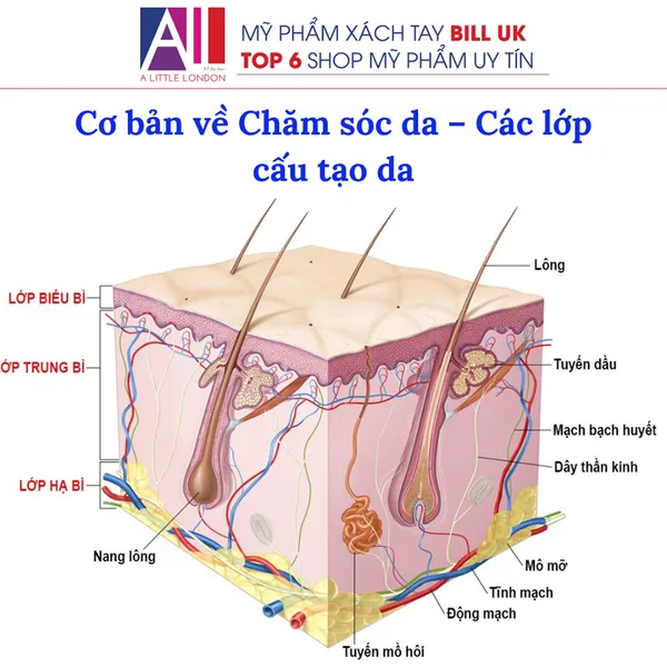 Dưỡng chất từ mặt nạ collagen sinh học thẩm thấu sâu vào các tầng da giúp phục hồi cấu trúc