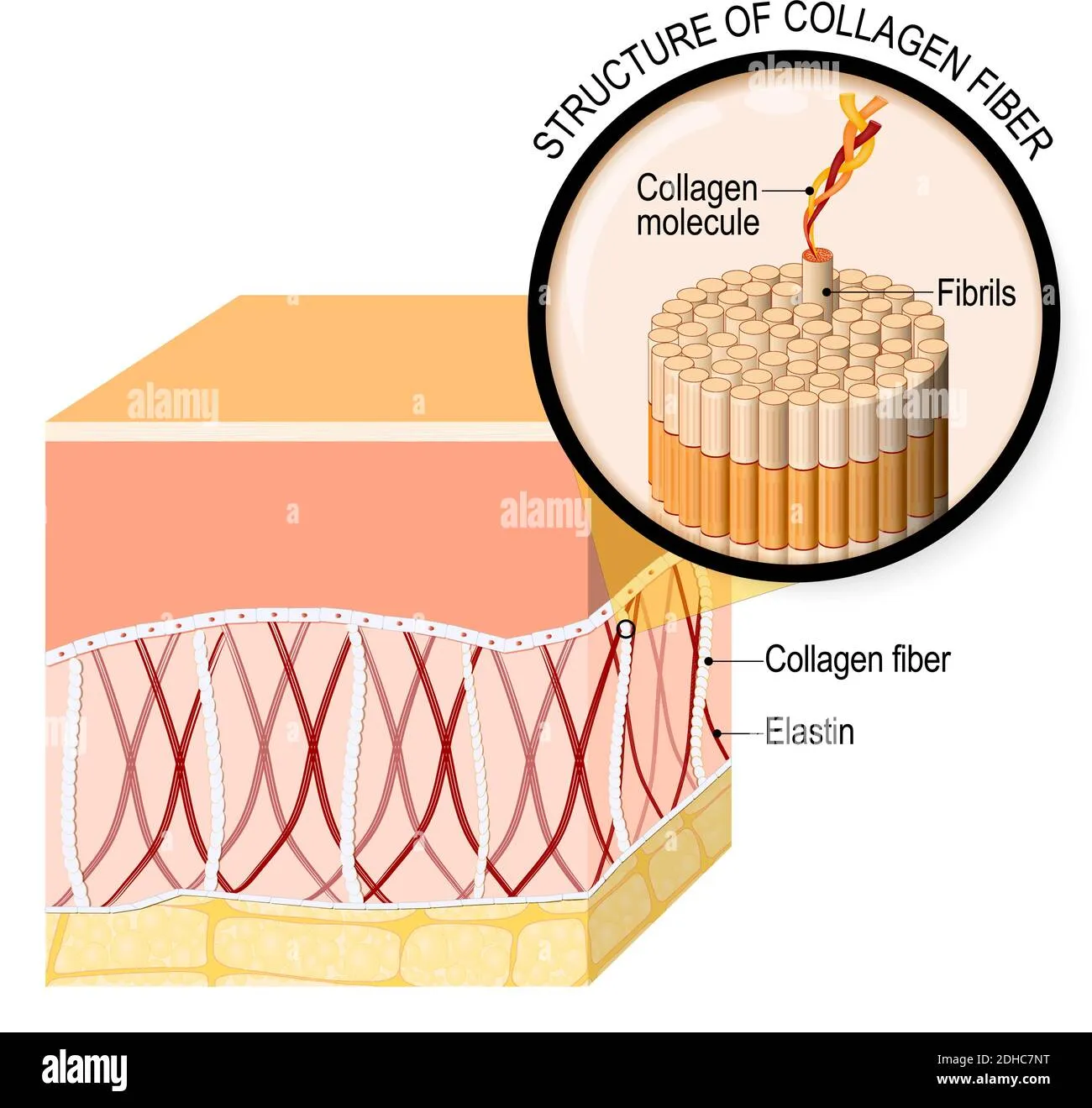 collagen-fibers-in-a-skin-close-up-of-collagen-molecule-anatomy-of-the-humans-skin-vector-illustration-for-your-design-educational-biology-2dhc7nt Cấu trúc sợi Collagen được củng cố vững chắc hơn thông qua quá trình tổng hợp protein vào ban đêm