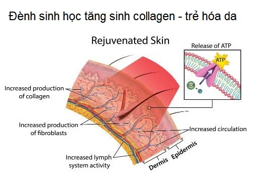 Sự kết hợp giữa ánh sáng sinh học và serum tạo ra tác động kép lên cấu trúc tế bào da