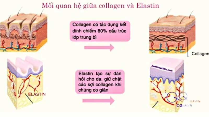Collagen tạo nên độ chắc chắn trong khi Elastin mang lại khả năng co giãn linh hoạt cho da