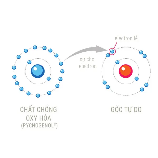 Cơ chế chống oxy hóa mạnh mẽ giúp ngăn chặn tác động tiêu cực từ tia cực tím