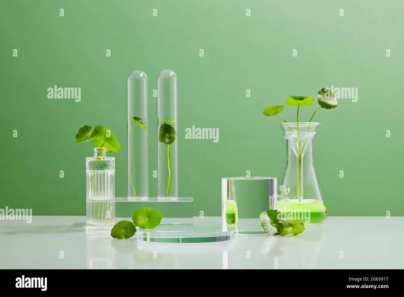 Rau má Centella  Thành phần tự nhiên được nghiên cứu chuyên sâu trong phòng thí nghiệm để phục hồi da