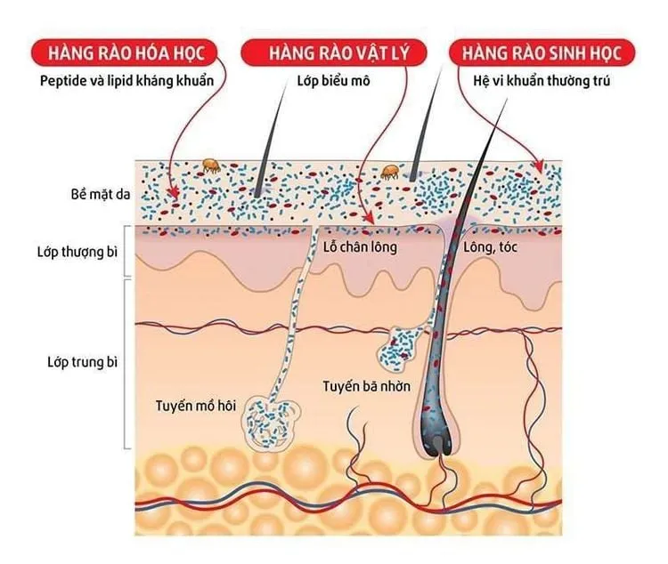hang-rao-sinh-hoc-cua-da Môi trường nóng ẩm dưới khẩu trang là điều kiện lý tưởng cho vi khuẩn gây mụn phát triển