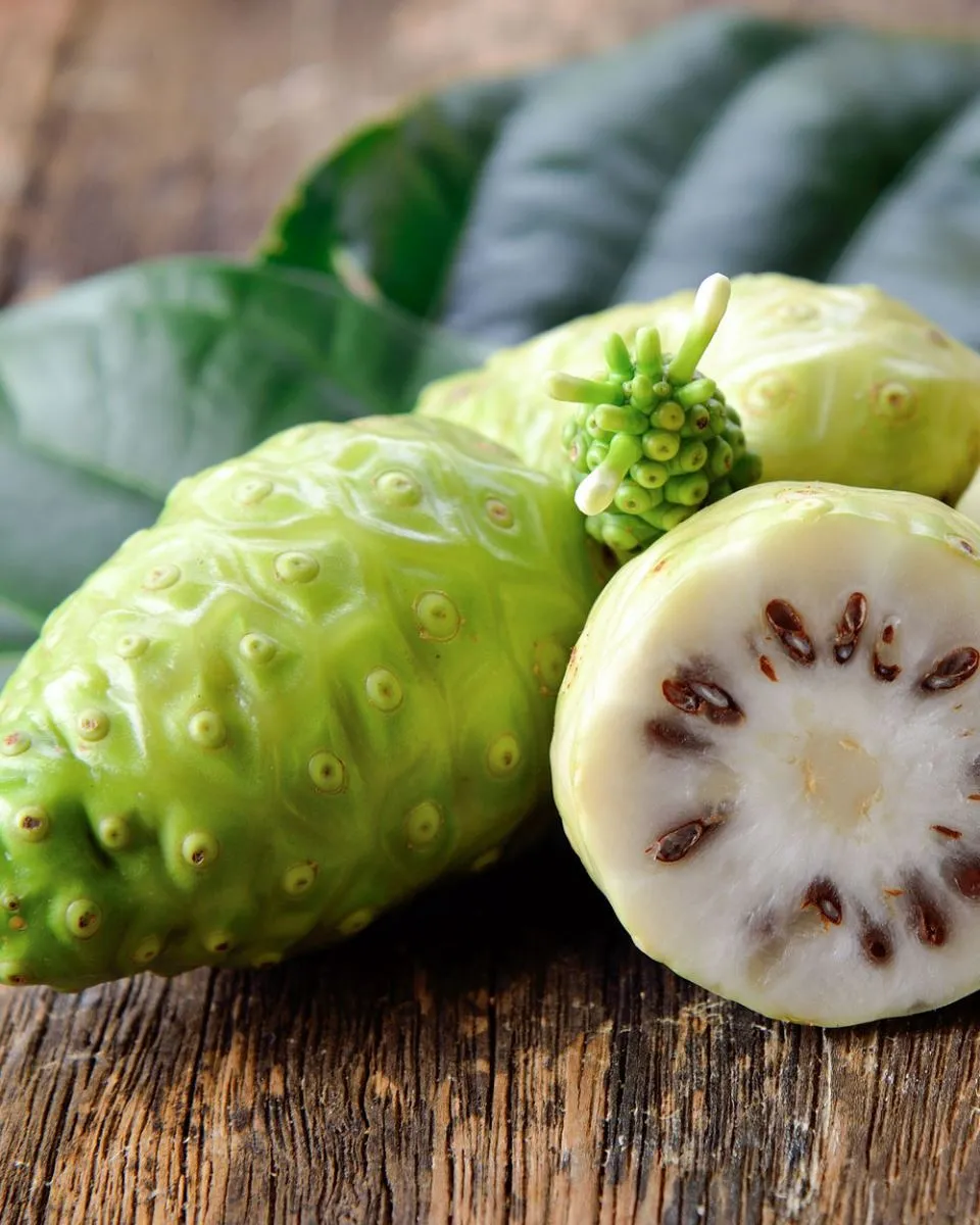 Quả Nhàu Noni  Món quà vô giá từ thiên nhiên dành cho sức khỏe và sắc đẹp