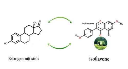 Cấu trúc tương đồng giúp Isoflavone hoạt động như một estrogen tự nhiên