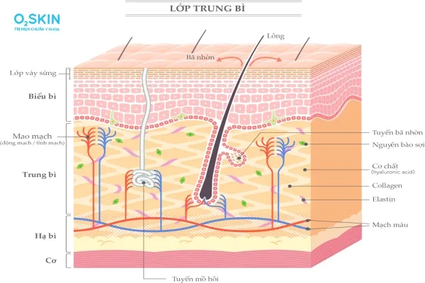 Tia hồng ngoại xuyên sâu vào hạ bì làm phá hủy mạng lưới collagen