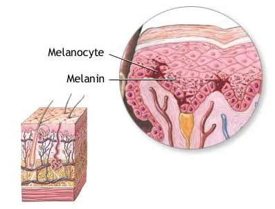 Cấu trúc sinh học của các lớp da và vị trí của tế bào sắc tố Melanin