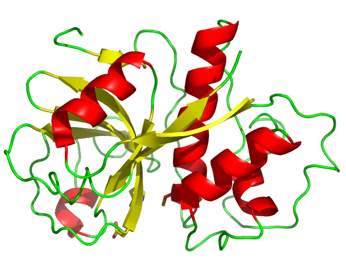 Cơ chế thủy phân protein của Papain giúp phá vỡ liên kết tế bào chết một cách chọn lọc