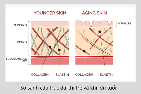 Duy trì độ đàn hồi của Elastin là chìa khóa để giữ gìn vẻ tươi trẻ cho làn da