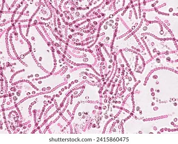 probiotics-bacteria-on-white-background-260nw-2415860475 Các chủng vi khuẩn Probiotics giúp cân bằng hệ sinh thái trên bề mặt da