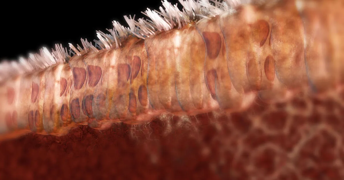 Hệ vi sinh microbiome là một hệ sinh thái đa dạng các vi sinh vật sống trên bề mặt da