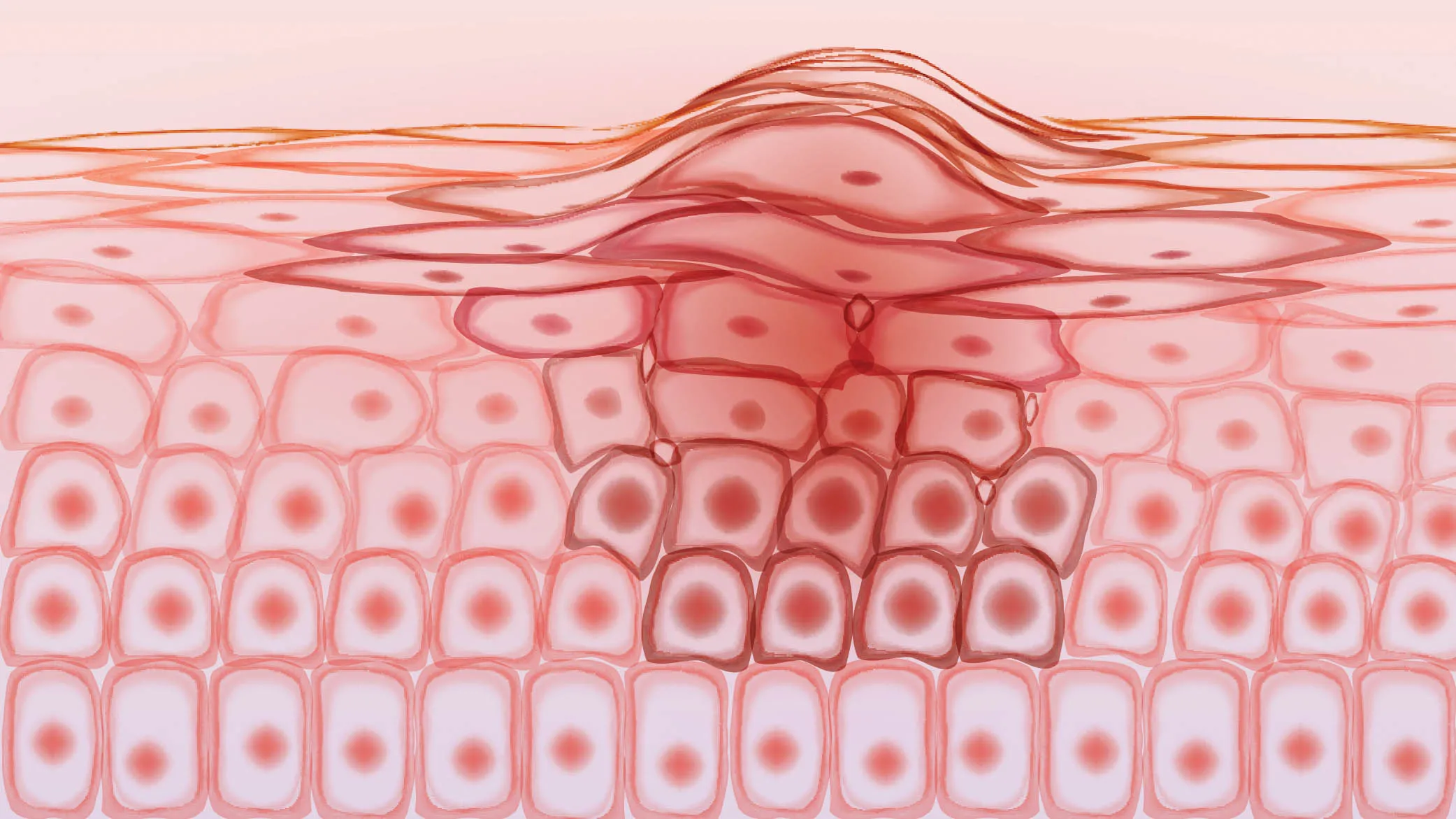 Cơ chế tái tạo tế bào và ức chế melanin dưới kính hiển vi