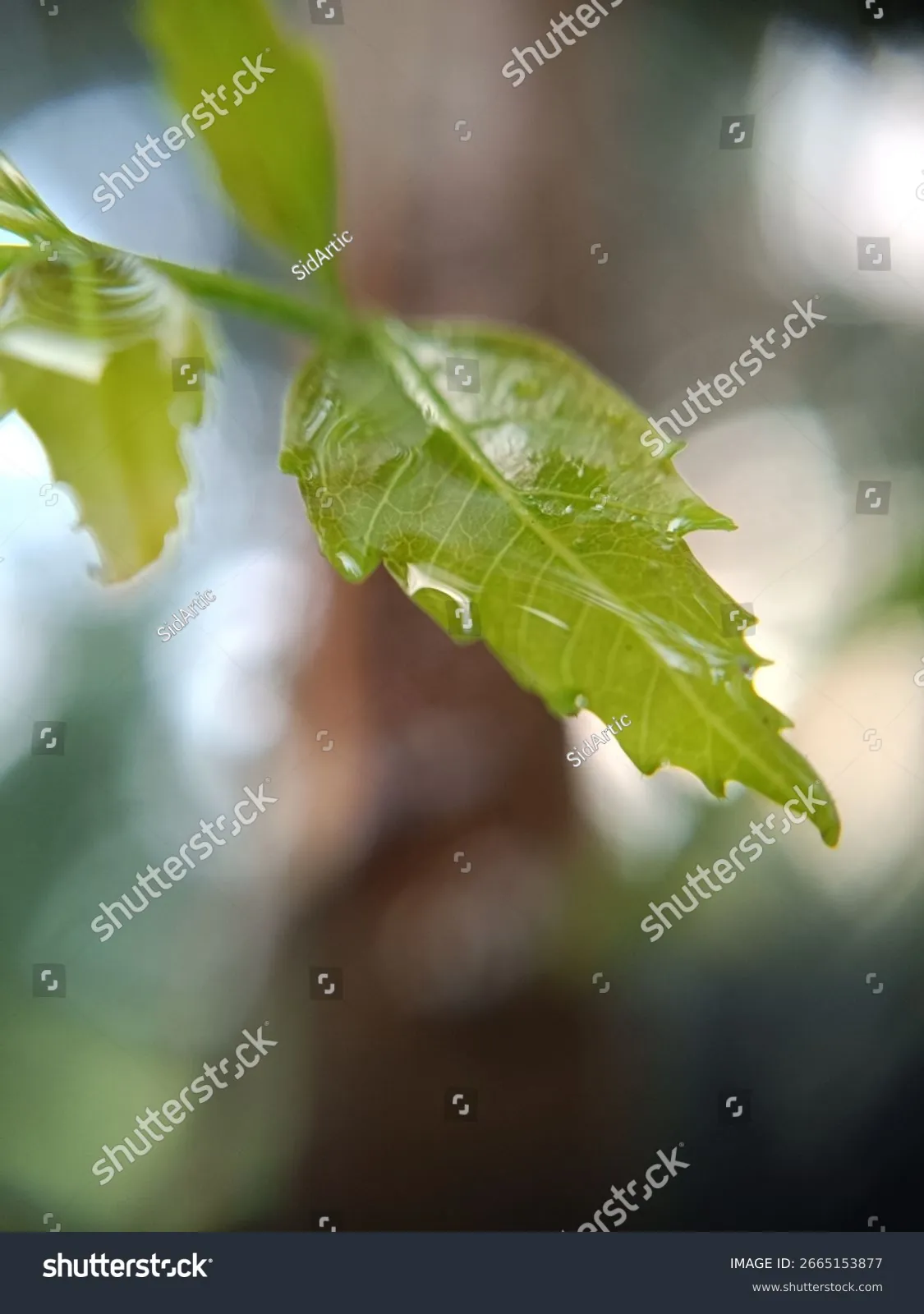 Cấu trúc lá Neem chứa đựng hàm lượng hoạt chất kháng viêm và kháng khuẩn cực cao