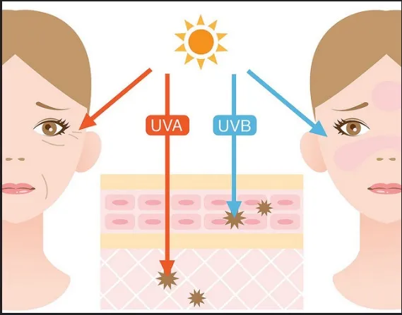 tac-dong-cua-tia-uva-uvb-doi-voi-lan-da-cua-chung-ta-nhu-the-nao-1 Cơ chế phá hủy DNA và cấu trúc protein của tia UVA và UVB