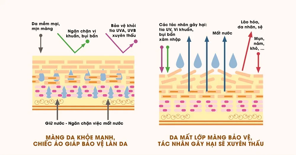 Sử dụng ít bước skincare giúp bảo vệ hàng rào lipid tự nhiên của da tốt hơn