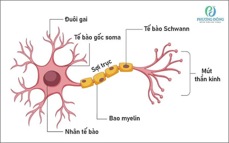 Mối liên kết mật thiết giữa hệ thần kinh và các tế bào biểu bì