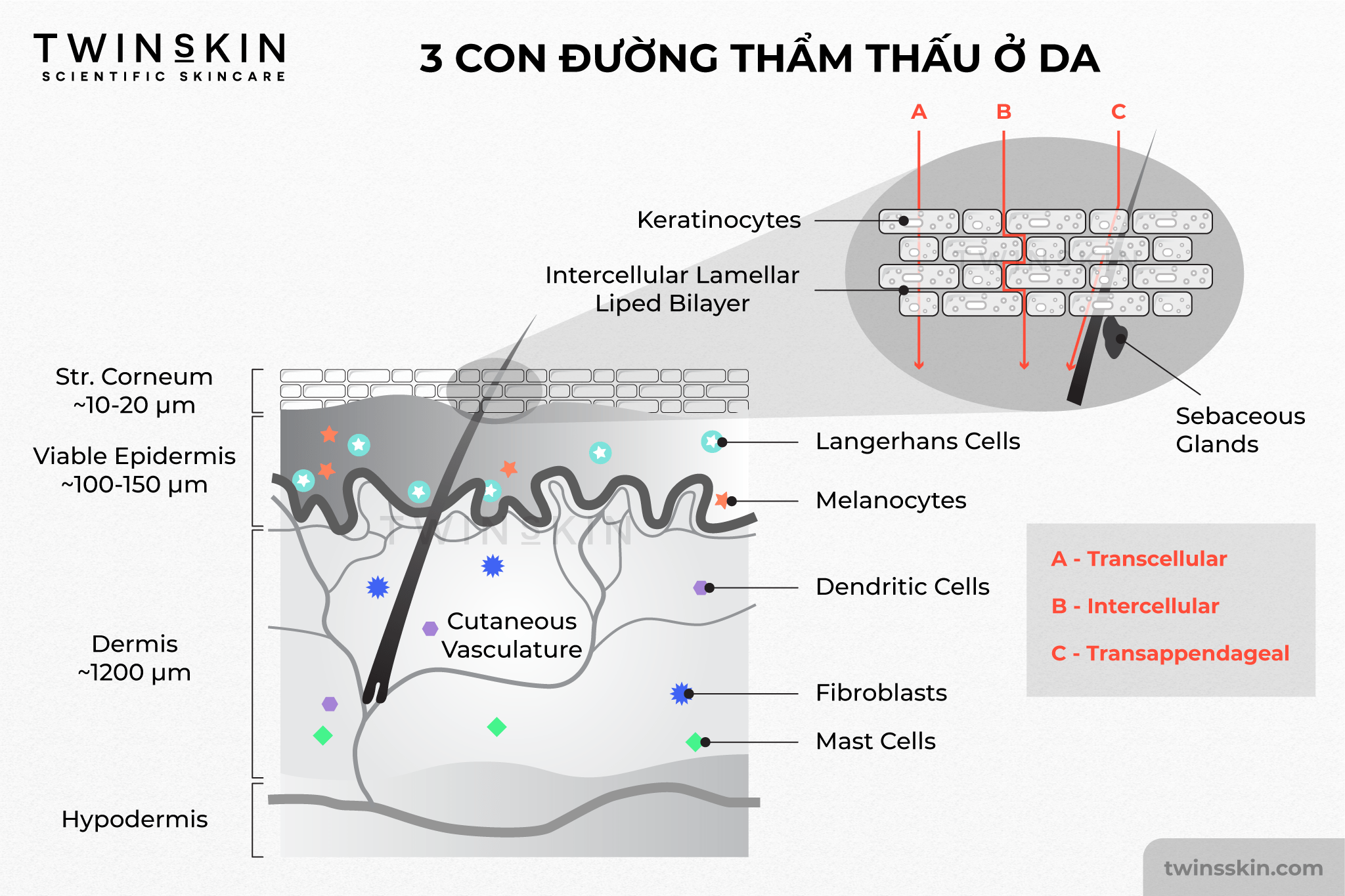 Mỹ phẩm thông thường rất khó có thể thẩm thấu sâu xuống lớp trung bì để điều trị chân sẹo